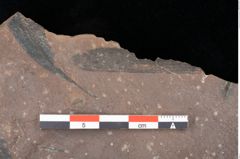 Foto (Detailsansicht) von Quercus palaeoilex Ettingshausen (NHMW-GEO-2024-0188-0761)